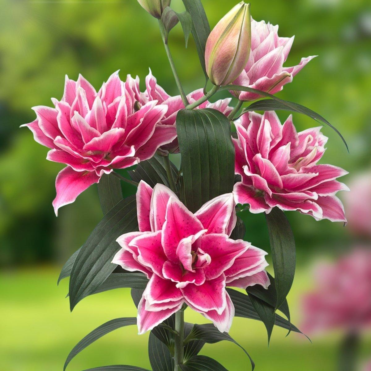 Lily Santander - Oriental Cut 14/16 | Leo Berbee Bulb Company